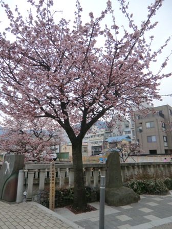 150ー熱海桜 (2).jpg