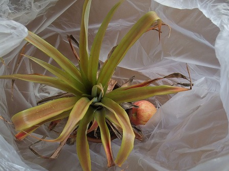 Ananas lucidus 20120415