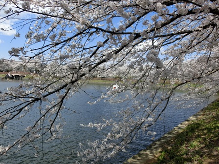 ヤチ公園