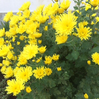 菊.jpg