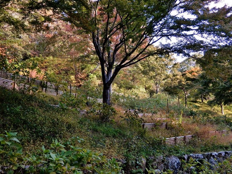 あじさい坂16