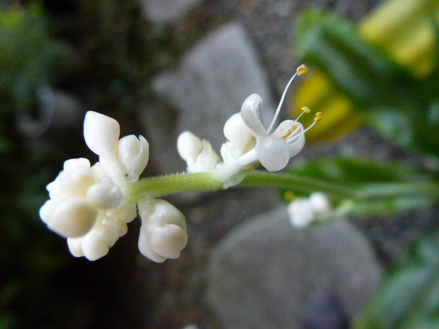 291 庭の藪茗荷