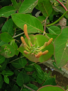 06-09花たち２ (1).JPG