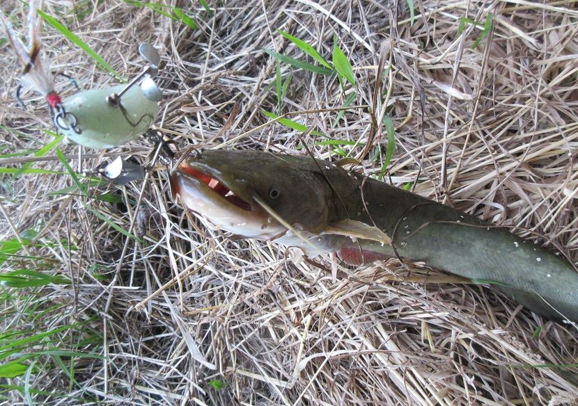 なまず 現場仕込み の お楽しみ 鬼徹 の釣り日誌 気まぐれ版 楽天ブログ