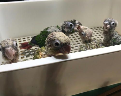 ウロコインコの赤ちゃんたちパントマイムみたいw Inkoya日和 楽天ブログ