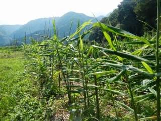 DSCN2187.jpg