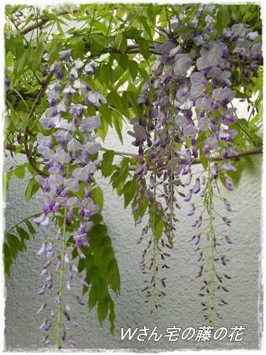 お散歩中に咲いていた藤の花