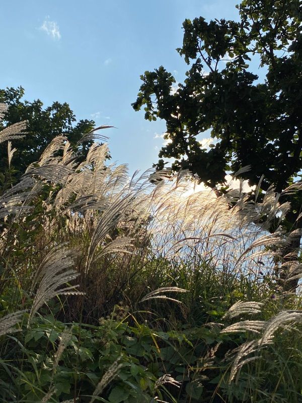 富士北麓の秋 １ 芒 薄 すすき 醍醐山と下部 しもべ 温泉 楽天ブログ