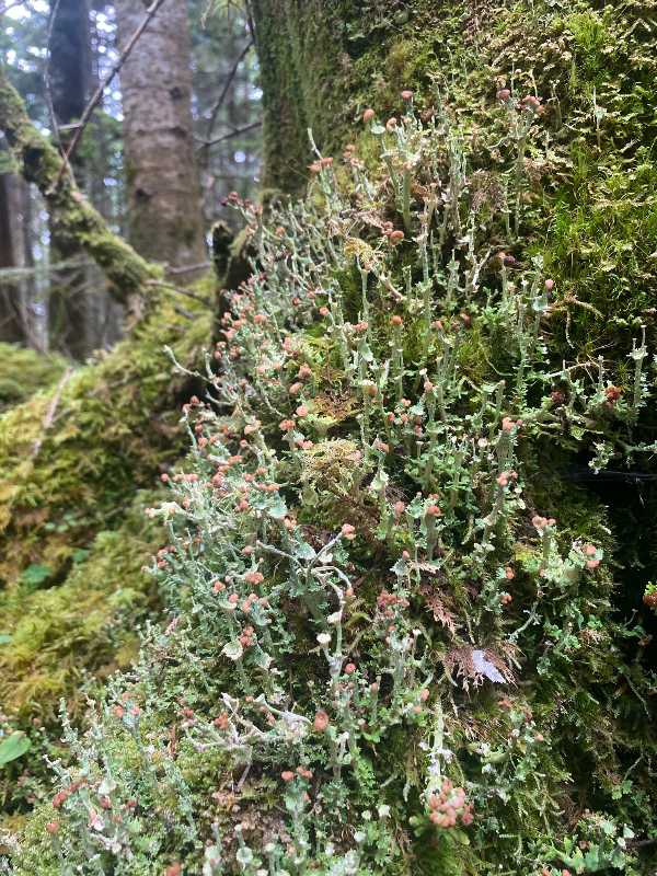 かめさまページ 天然苔八ヶ岳産～ヒカリゴケ～ 天然苔八ヶ岳産 ～石に育つヒカリゴケ～ 激レアです！！～