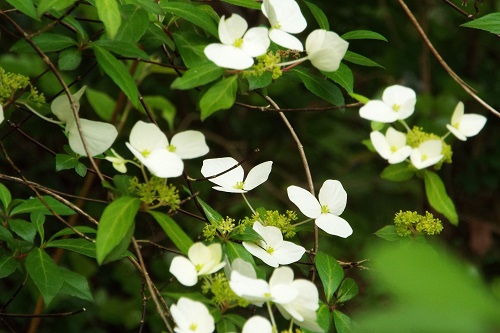 ヤマアジサイ（山紫陽花）