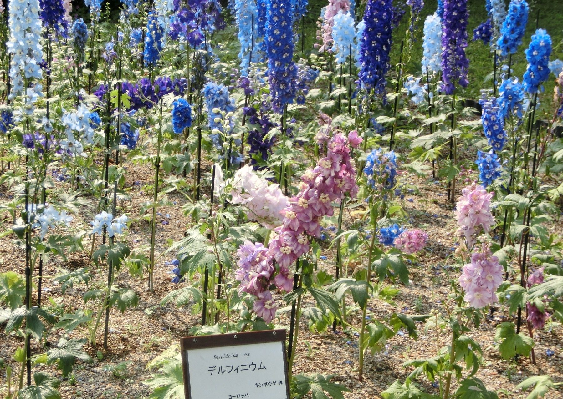 京都府立植物園で見た花 デルフィニウム ロベリア他 だい のひとりごと 楽天ブログ