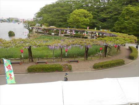 蓮華寺池公園　藤の花