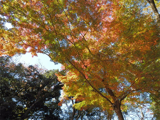kyoto2012112501.jpg