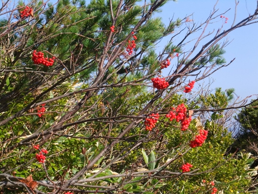 DSCF2760 (530x398).jpg