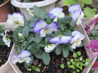 杏＆広末涼子＆観月ありさが 「資生堂サマーキャンペーン」CMに出演