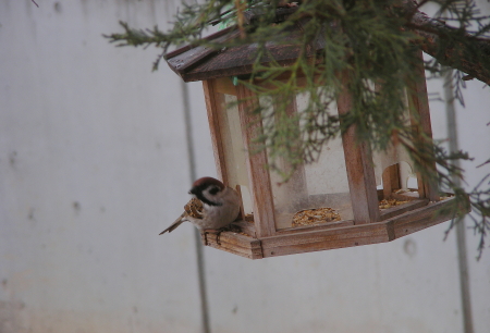 2017-05-08bard (1).JPG