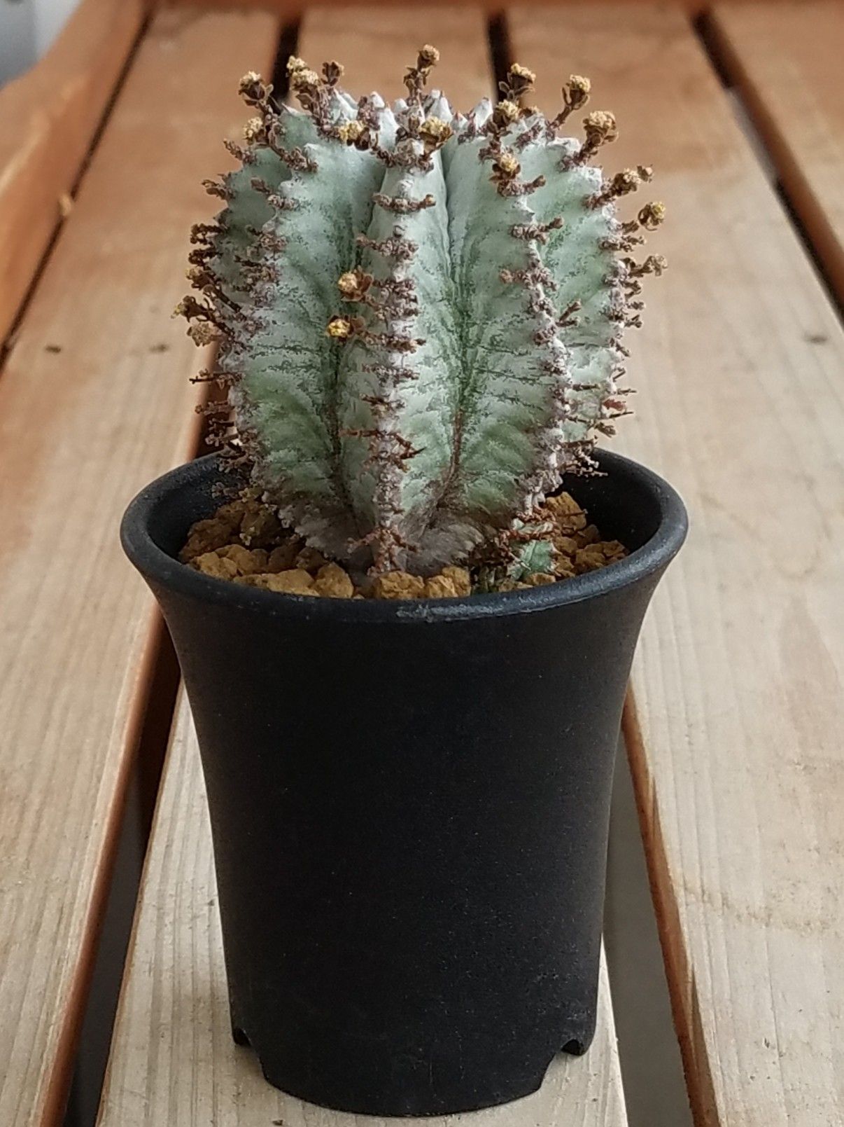 ホリダもだいぶデカくなったなあ デルオの多肉日記 楽天ブログ