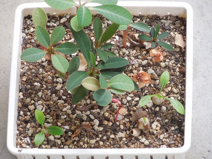 ヴィグイエリ6-25ｰ1