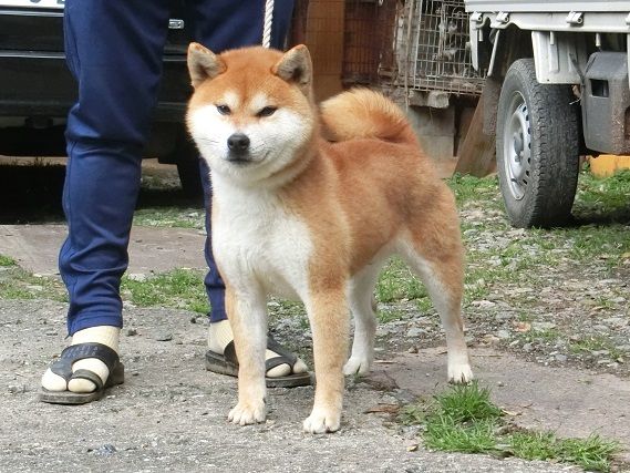8ページ目の 展覧会 日本犬保存会 柴楽日記 楽天ブログ