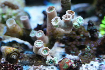2015_0330ｳﾐｳｼ､ｳｲｽ､ﾎﾝﾀｺ、魚0017.JPG