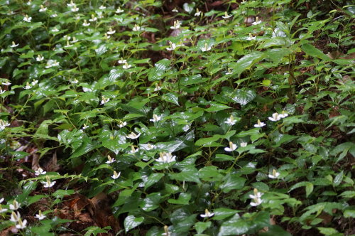 20140618_41.jpg