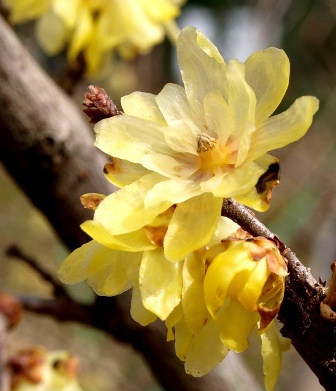 東谷山フルーツの里・梅が少し開花... 