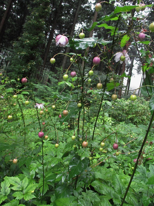 IMG_0696.JPG