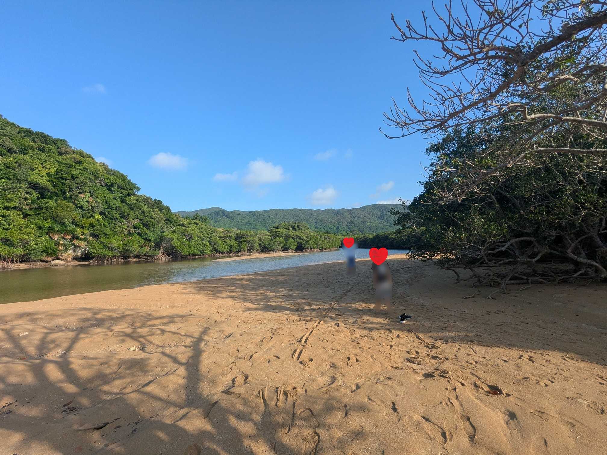 石垣島　吹通川のマングローブ林