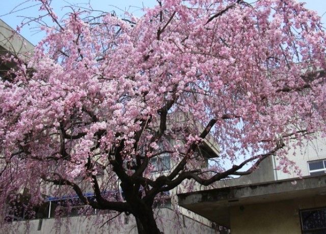 しだれ桜が満開 花と蕎麦とリハビリと 楽天ブログ