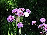 IMG_2630.JPG