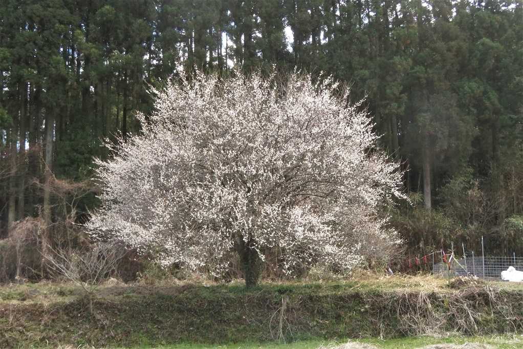 498