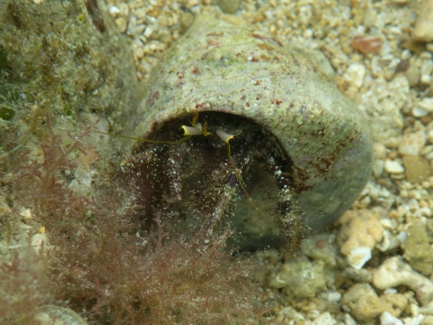 沖縄磯採集17年3月下旬 ヤドカリ観察 ヤドカリ採集 海水魚が好き 楽天ブログ