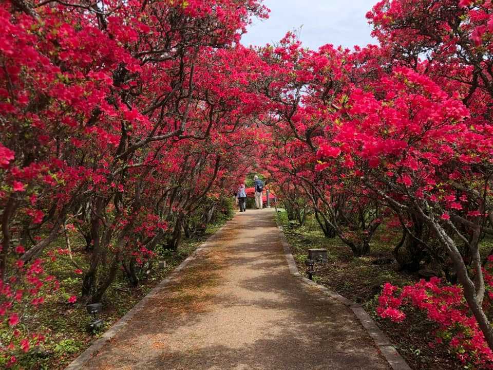 動画 小室山公園つつじ祭り つつじのトンネル 伊豆 ホテル伊東ガーデンの伊東温泉色々ブログ