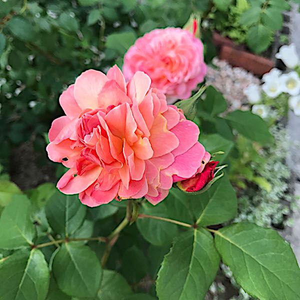 rblog-20170601210710-02.jpg