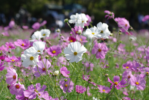 花の丘のコスモス