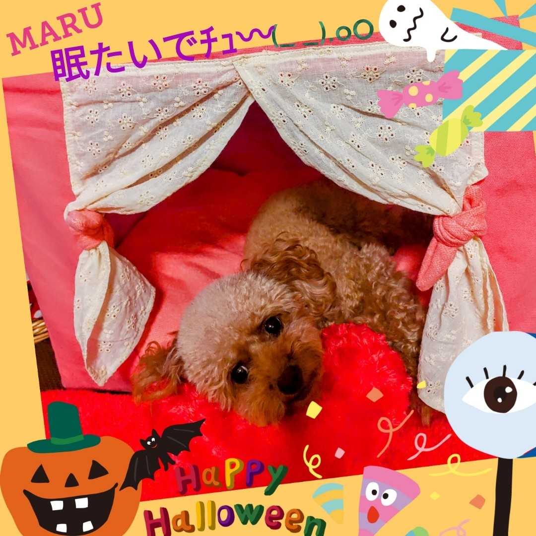 ペット Miru Maru日記 楽天ブログ