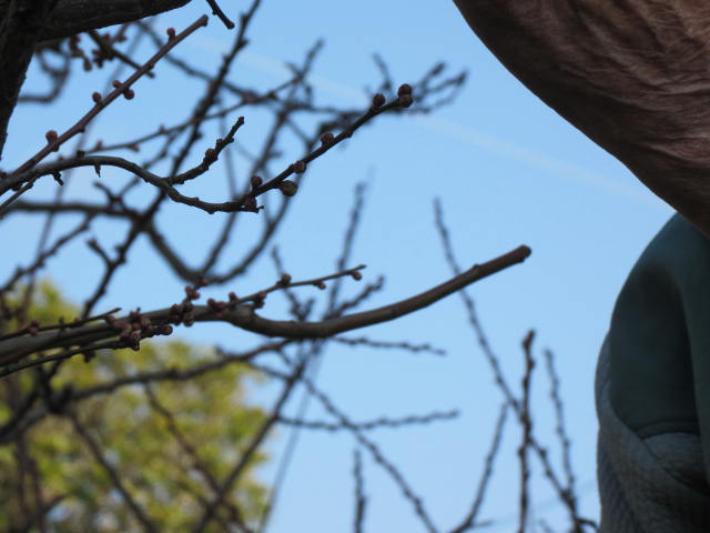 残した徒長枝（梅の冬季剪定）