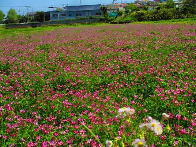 石川蓮華の里.jpg