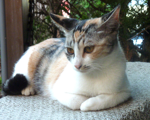koneko2.jpg