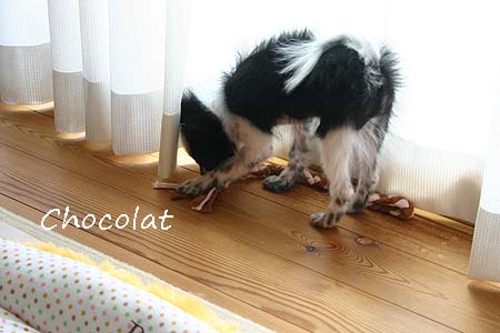 ショコラとロープ