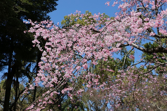 岐阜公園　桜の花
