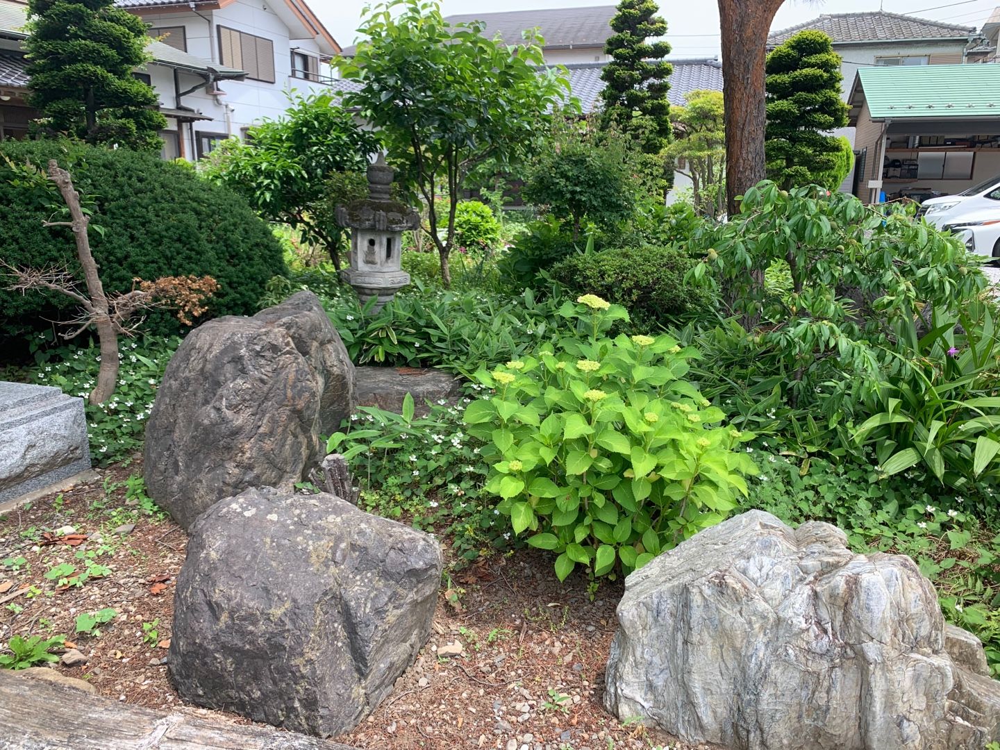 長徳寺の境内の花を撮らせてもらった。花の名前は省略しますので、写真をお楽しみください。なんて1枚だけ。ドクダミ、紫つゆ草、ホタルブクロなど ...