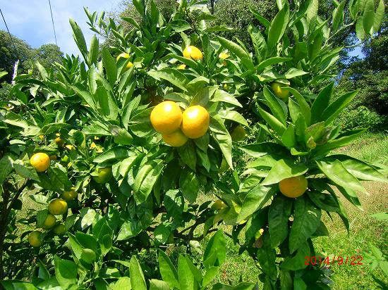 小さな伊豆の秋、見ぃ～付けた、 017.jpg