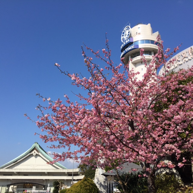 kawazu2016.3.2.jpg
