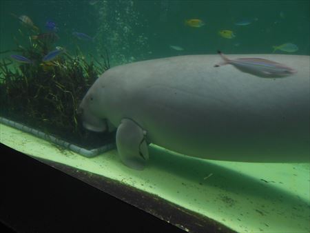 鳥羽水族館