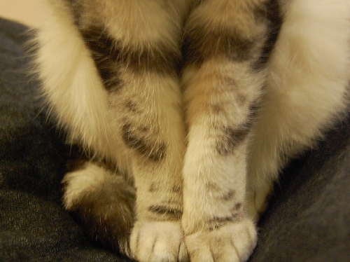DSC_0206.JPG