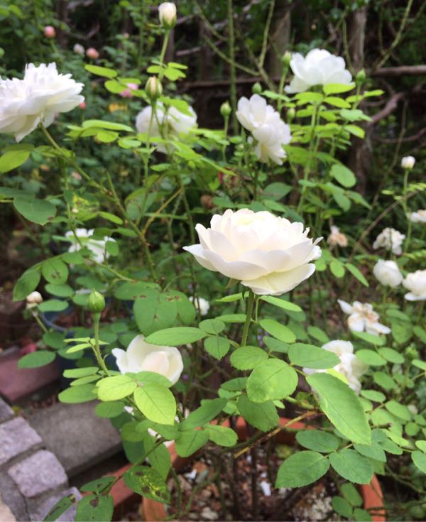 rblog-20170804114130-05.jpg
