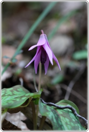 平栗-8 カタクリ-8 13.3.31