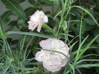 IMG_2237ss.jpg