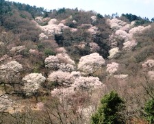20140417川西市黒川地区・桜の森.jpg
